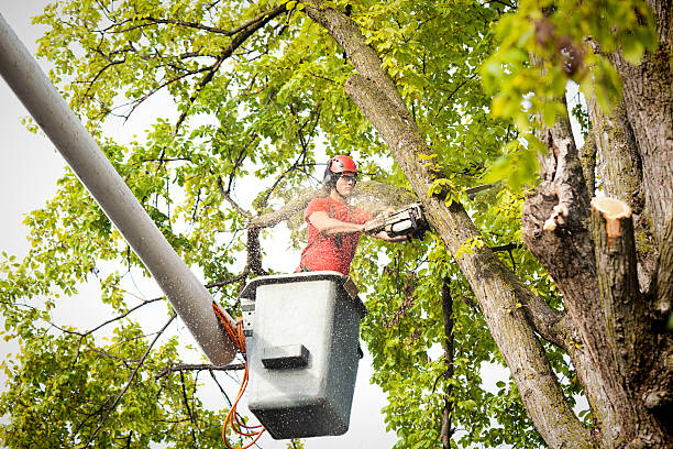 Best Tree Removal  in Gratton, VA