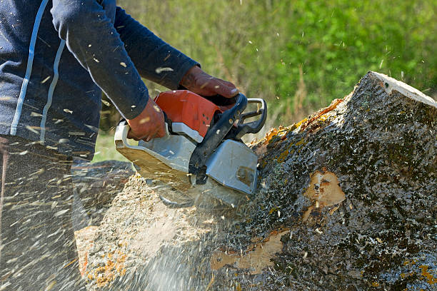 Best Lawn Pest Prevention  in Gratton, VA